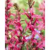 Lobelia speciosa Fan Salmon - Pack of THREE Plants