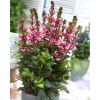 Lobelia speciosa Fan Salmon - Pack of THREE Plants