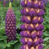 Lupinus West Country Lupins Magic Lantern