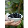 Black Mulberry Patio Tree - Morus rotundiloba Mojo Berry circa 100cms