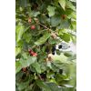 Black Mulberry Patio Tree - Morus rotundiloba Mojo Berry circa 100cms