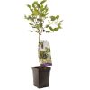Black Mulberry Patio Tree - Morus rotundiloba Mojo Berry circa 100cms