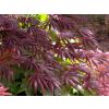 Large Acer Japanese Maple Tree - Acer palmatum Trompenburg - 120-150cms