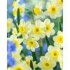 Narcissus Minnow - Pack of 40 Bulbs