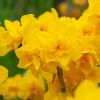 Daffodil - Narcissus Golden Delicious - Double