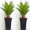 Pair of King Sago Palm Trees - Cycad - Cycas revoluta 50-60cm with Fluted Black Planters