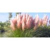 Cortaderia selloana Rosea - Pink Pampas Grass