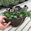 Hanging Basket Planter - Calibrachoa Neon Rose
