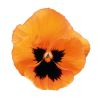 Pansy Orange Blotch - in Bud and Bloom