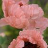 Poppy - Papaver Mega Mix - Pack of TWENTY