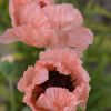 Poppy - Papaver Mega Mix - Pack of TWENTY