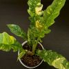 Philodendron Ring of Fire 