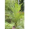 Pair of 3-4ft  Canary Island Phoenix Date Palms - Perfect for Patio Planters