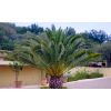Pair of 3-4ft  Canary Island Phoenix Date Palms - Perfect for Patio Planters