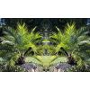 Pair of 3-4ft  Canary Island Phoenix Date Palms - Perfect for Patio Planters