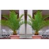 Pair of 3-4ft  Canary Island Phoenix Date Palms - Perfect for Patio Planters