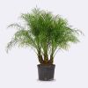 Date Palm Phoenix roebelenii - Pygmy Date Palm - circa 90-120cm - Multi Stem