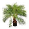 Date Palm Phoenix roebelenii - Pygmy Date Palm - circa 90-120cm - Multi Stem