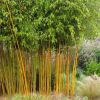 Phyllostachys aurea aureocaulis - Yellow-Groove Bamboo - 180-200cm