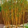 Phyllostachys aurea aureocaulis - Yellow-Groove Bamboo - 180-200cm