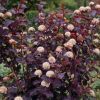 Physocarpus opulifolius Diabolo - Diablo Ninebark