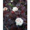 Physocarpus opulifolius Diabolo - Diablo Ninebark