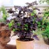 Physocarpus opulifolius Diabolo - Diablo Ninebark