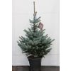 Luxury Fresh Christmas Tree (Picea pungens glauca) - Large 90-110cm BLUE SPRUCE - FOR IMMEDIATE DISPATCH