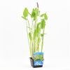 Pontederia cordata - Pickerel weed