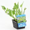Pontederia cordata - Pickerel weed