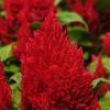 Celosia First Flame Red