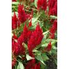 Celosia First Flame Red