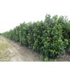 Laurel Hedging - Prunus laurocerasus ETNA Hedging Laurels - circa 100-120cms