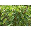 Prunus lusitanica - Evergreen Portuguese Laurel Hedging - Large 150-180cm Plants