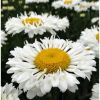 Leucathemum Real Neat - Shasta Daisy Chrysanthemum