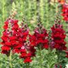 Snapdragon - Antirrhinum Liberty Red