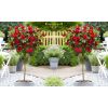 Pair of LARGE Standard RED Flowering Garden Rose Trees