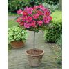 Pair of Standard Rose Trees - Babylon Eyes Bravo Queen
