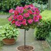 Pair of Standard Rose Trees - Babylon Eyes Bravo Queen