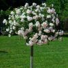 Large Standard Rose Tree - 'Edelweiss' Weeping Rose Tree