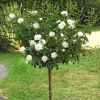 Large Standard Rose Tree - 'Edelweiss' Weeping Rose Tree