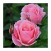 Rose Queen Elizabeth