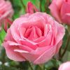 Rose Queen Elizabeth