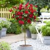 Rose 'Mister Lincoln' - Large Standard Rose Tree - circa 130-150cm