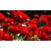 Pair of LARGE Standard RED Flowering Garden Rose Trees
