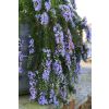 Rosmarinus officinalis Prostratus - Trailing Rosemary