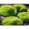 Scleranthus Biflorus - Irish Moss - Pine Green