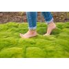 Scleranthus Biflorus - Irish Moss - Pine Green