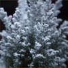 Mini Snow Covered Christmas Fir
