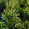 Pinus mugo Winter Gold - Dwarf Golden Mountain Pine - LARGE SPECIMEN